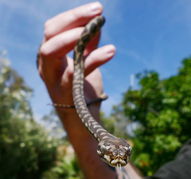 Baby Stimson Python held by RSPCA snake handler